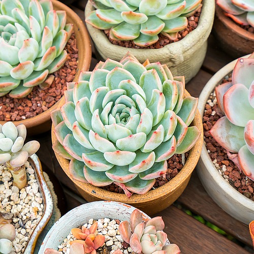 How To Keep Your Succulents Alive- Want to learn how to not kill your succulents? These handy tips on how to keep your succulents alive are the perfect beginner's guide to succulent care! | how to take care of succulents, how to grow succulents, how to propagate succulents, how to decorate with succulents, #succulents #indoorPlants #indoorGardening #gardeningTips