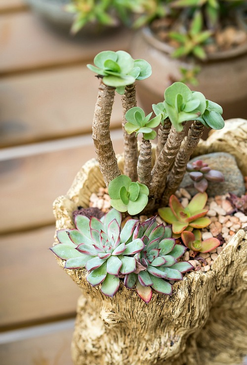 Beginner's Guide to Succulents- Want to learn how not to kill your succulents? These handy tips on how to keep your succulents alive are the perfect beginner's guide to succulent care! | how to take care of succulents, how to grow succulents, how to propagate succulents, how to decorate with succulents, #succulents #indoorPlants #indoorGardening #gardeningTips
