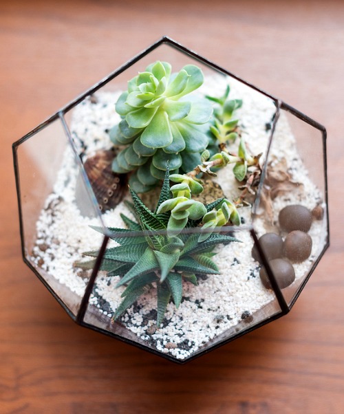 How to Care for Succulents- Want to learn how not to kill your succulents? These handy tips on how to keep your succulents alive are the perfect beginner's guide to succulent care! | how to take care of succulents, how to grow succulents, how to propagate succulents, how to decorate with succulents, #succulents #indoorPlants #indoorGardening #gardeningTips