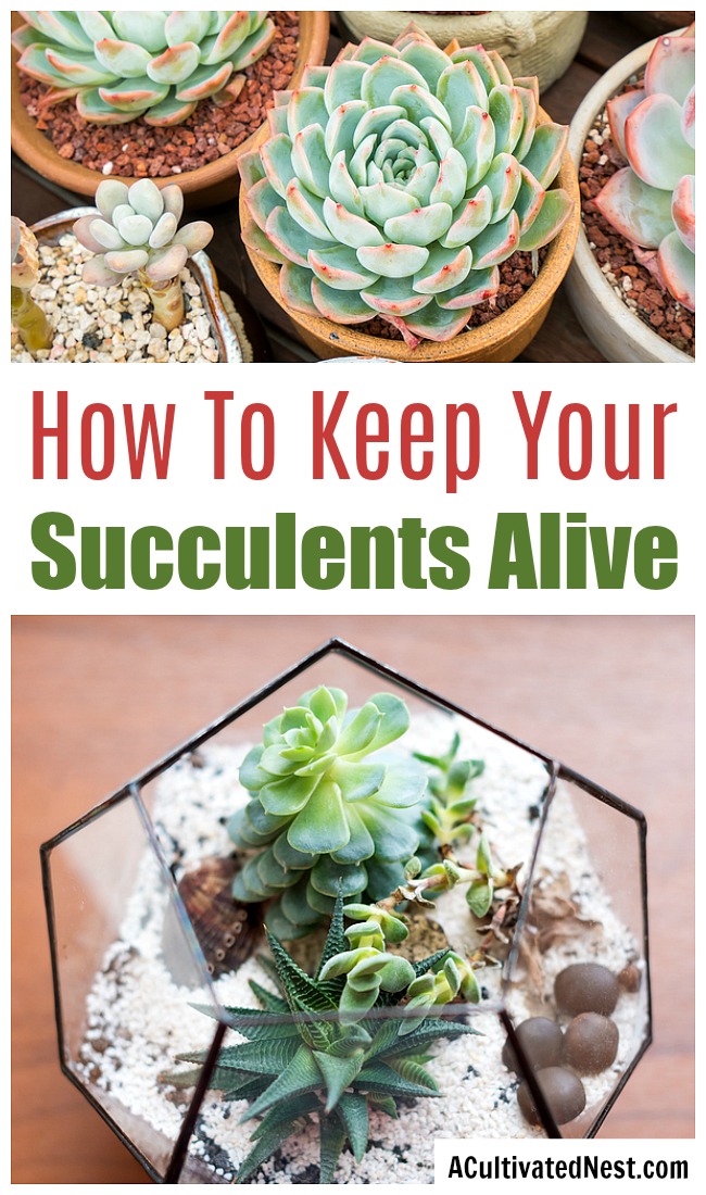 How To Keep Your Succulents Alive - For Beginners