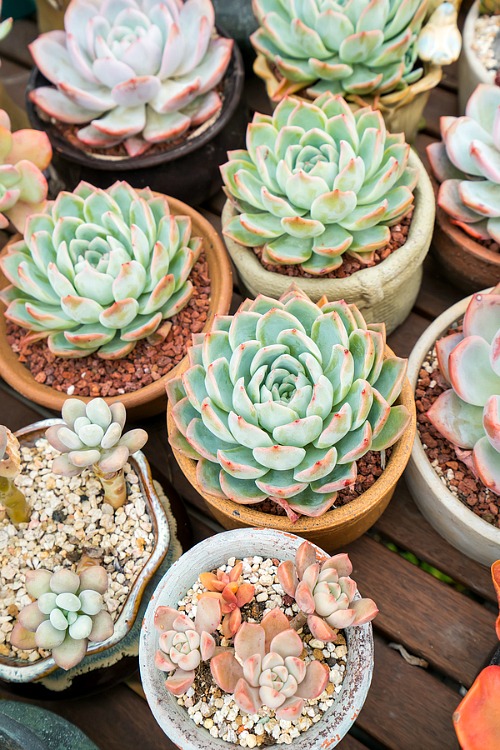Succulent Growing Tips- Want to learn how not to kill your succulents? These handy tips on how to keep your succulents alive are the perfect beginner's guide to succulent care! | how to take care of succulents, how to grow succulents, how to propagate succulents, how to decorate with succulents, #succulents #indoorPlants #indoorGardening #gardeningTips