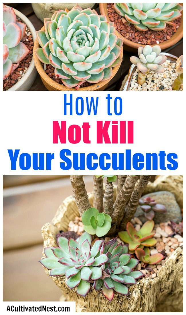 How To Keep Your Succulents Alive- Want to learn how to not kill your succulents? These handy tips on how to keep your succulents alive are the perfect beginner's guide to succulent care! | how to take care of succulents, how to grow succulents, how to propagate succulents, how to decorate with succulents, #succulents #indoorPlants #indoorGardening #gardeningTips