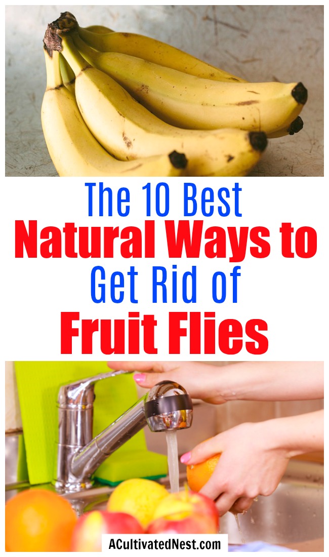 10 Natural Ways to Get Rid of Fruit Flies- There's no need to resort to using chemicals to end a fruit fly infestation. Instead, try some of these 10 effective natural ways to get rid of fruit flies! | #fruitFlies #cleaningTips #hacks #ACultivatedNest