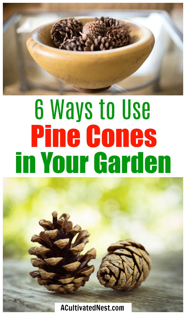 6 Ways to Use Pine Cones in Your Garden- If you're a gardener, don't ignore the pine cones in your yard! They can actually be really helpful in your garden! Here are 7 clever ways to use pine cones in your garden that you need to try! | gardening hacks, frugal gardening, what to do with pine cones, #gardeningTips #gardening #garden #ACultivatedNest