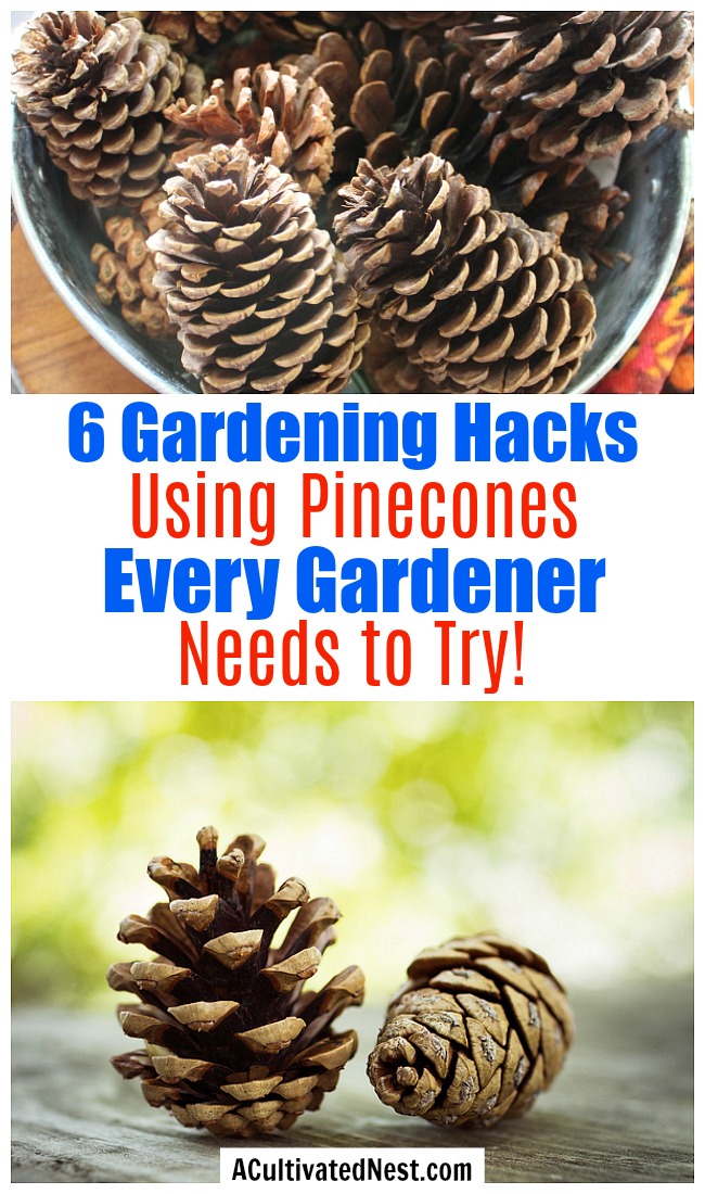 6 Ways to Use Pine Cones in Your Garden