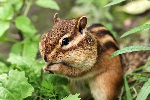 7 Ways to Keep Chipmunks Out of Your Garden- Tired of chipmunks eating your bulbs and ruining your garden? You need to try these 7 clever ways to keep chipmunks out of your bulbs! | how to repel chipmunks, how to deter chipmunks, #gardeningTips #gardening #ACultivatedNest