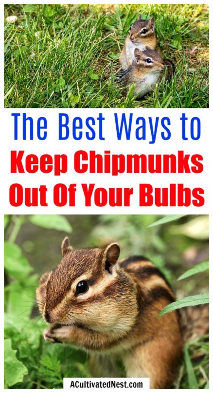 7 Tips for Keeping Chipmunks Out of Your Bulbs - A Cultivated Nest