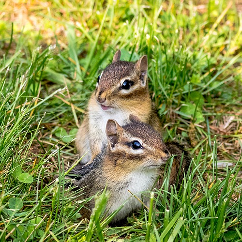 irish spring soap keep chipmunks away