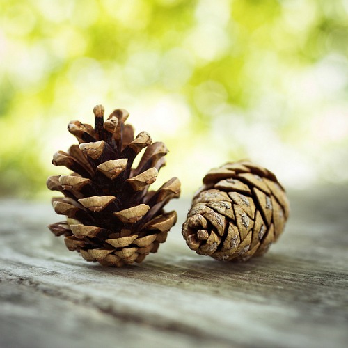 6 Ways to Use Pine Cones in Your Garden- A Cultivated Nest