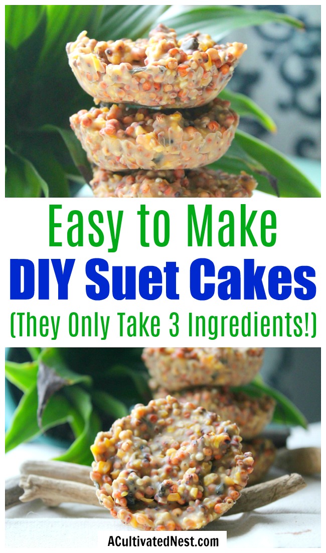 3 Ingredient DIY Suet Cakes- Want to keep your neighborhood birds well fed? Then you need to make these 3 ingredient DIY suet cakes! They're easy to make and full of protein to keep wild birds full! | birdseed suet cakes, how to make suet cakes, feed backyard birds, #birdseed #DIY #suet #ACultivatedNest