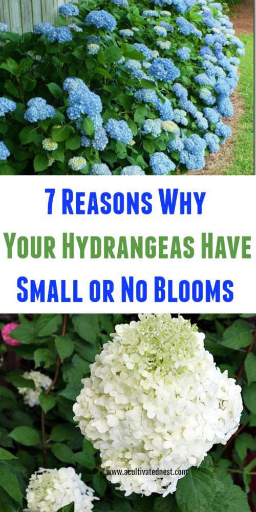 7 Reasons Your Hydrangeas Aren't Blooming - Flowering Shrubs