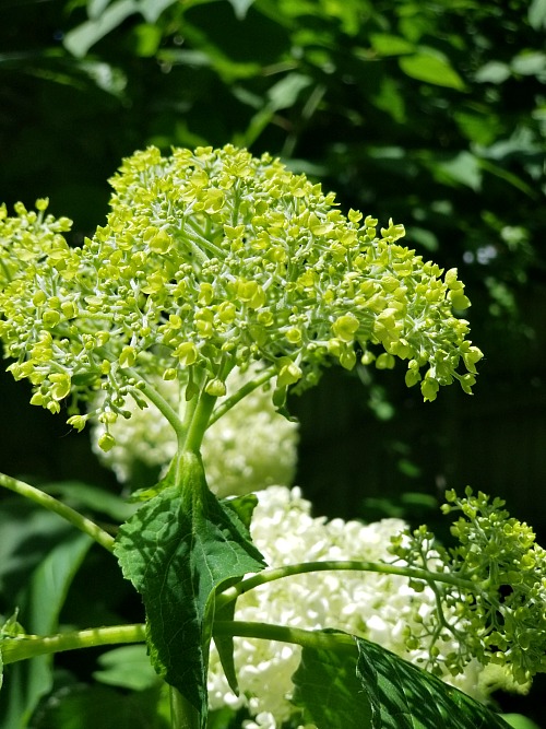 Small hydrangea blossom