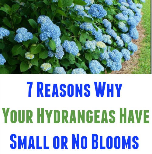 7 Reasons Your Hydrangeas Aren T Blooming Flowering Shrubs