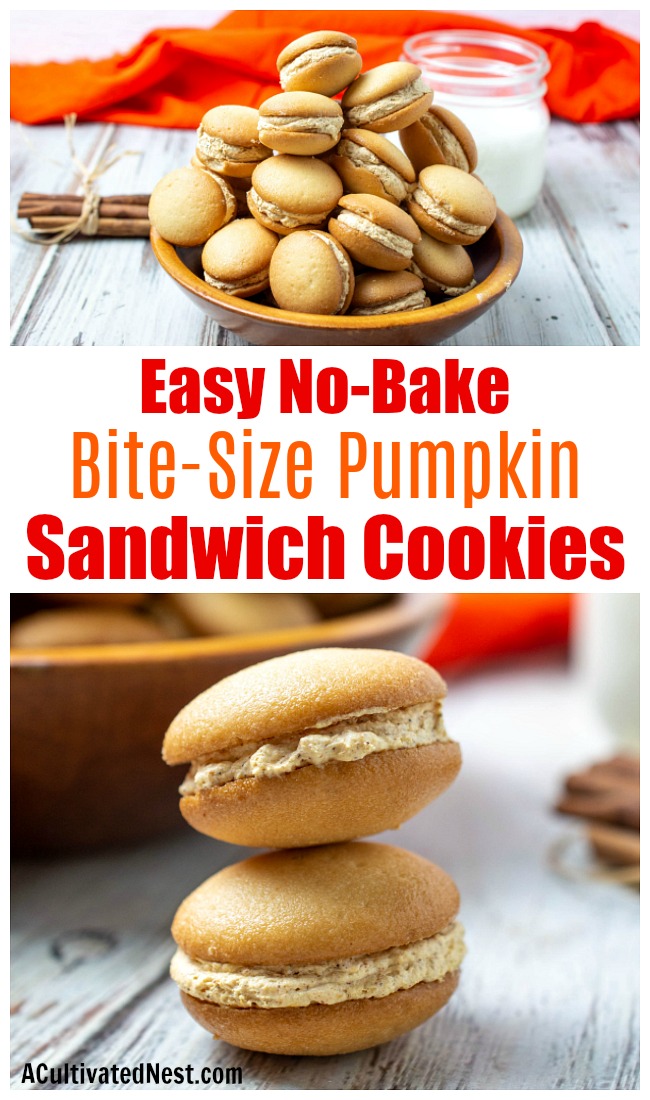 Mini Pumpkin Cheesecake Sandwich Cookies- These bite-size no bake pumpkin sandwich cookies are the perfect snack size fall treat! Since it's so easy to make a lot of these, they're perfect for bill get togethers! | fall dessert recipes, autumn treat recipes, #dessertRecipe #pumpkin #cookies #recipe #ACultivatedNest