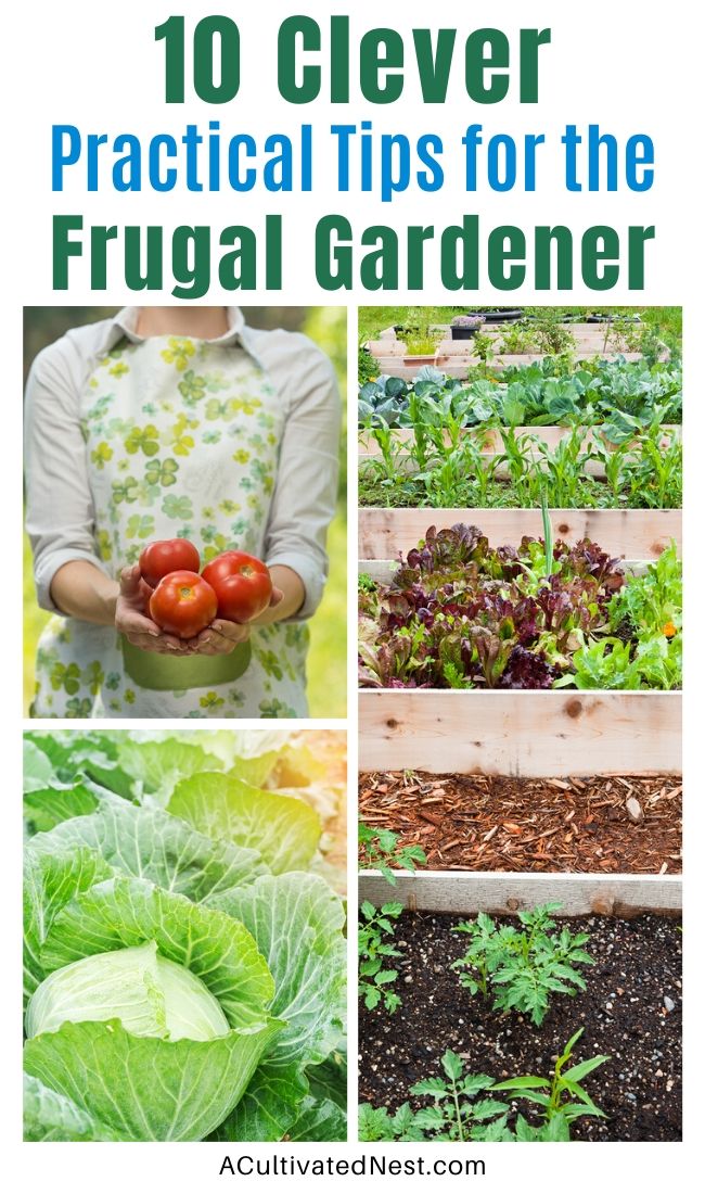 10 Practical Tips for the Frugal Gardener- Even if you're on a budget, you can still grow a gorgeous vegetable garden or flower garden! Here are my top 10 practical tips for the frugal gardener! | how to save money on your garden, vegetable garden money saving tips, #gardeningTips #frugalGarden #gardening #vegetableGarden #ACultivatedNest