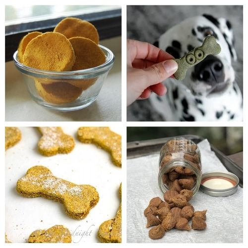 20 Fall and Halloween Dog Treat Recipes- Your pooch is going to love you when you give him any of these homemade fall dog treats! They are super easy to make! | homemade Halloween dog treats, #dogTreats #homemadeDogTreats #petTreats #diyDogTreats #ACultivatedNest