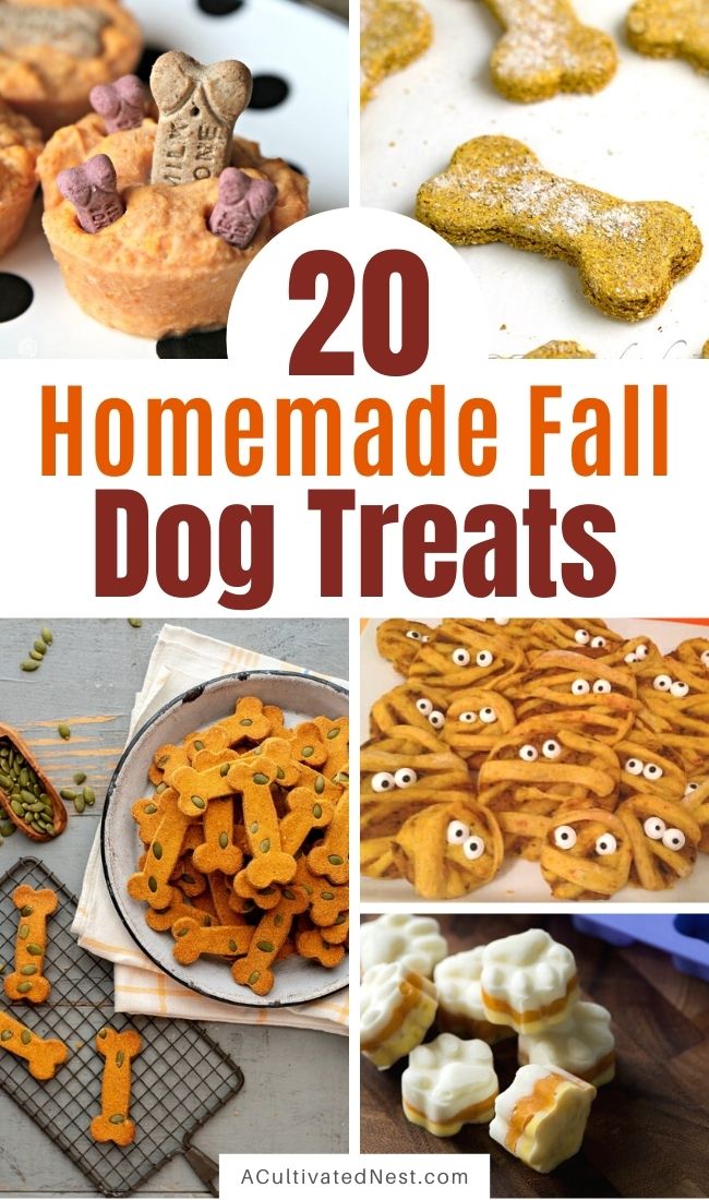 20 Homemade Fall Dog Treats