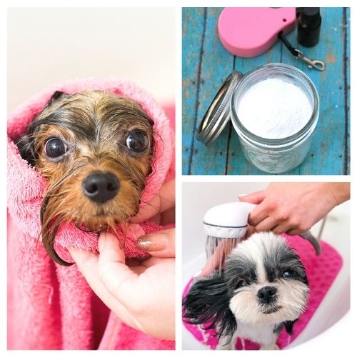 12 DIY Dog Grooming Products- These DIY dog grooming products will get your dog clean and smelling great! Homemade pet supplies are also a great way to save money! | homemade dog shampoo, homemade dog ear cleaner, homemade dog eye wipes, #petSupplies #dogGrooming #saveMoney #DIYs #ACultivatedNest