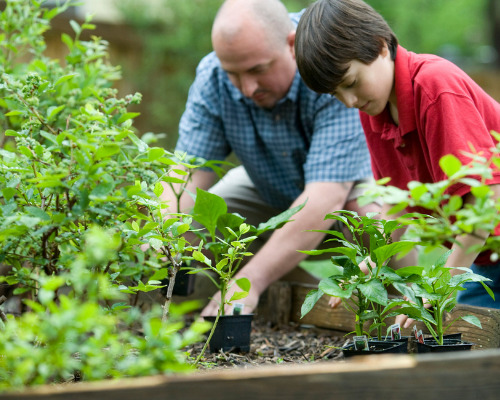 10 Best DIY Plant Fertilizers- These 10 homemade plant fertilizers will have your garden in the best shape ever. These DIY fertilizers are perfect for all kinds of veggies! | DIY gardening products, #gardeningTips #garden #diyGarden #DIY #ACultivatedNest