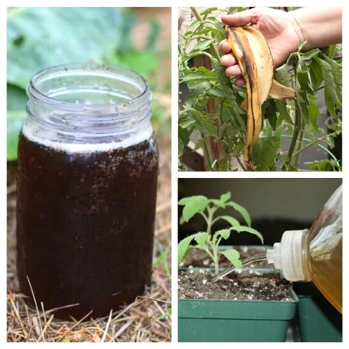 10 Best Homemade Plant Fertilizers- These 10 homemade plant fertilizers will have your garden in the best shape ever. These DIY fertilizers are perfect for all kinds of veggies! | DIY gardening products, #gardeningTips #garden #diyGarden #DIY #ACultivatedNest