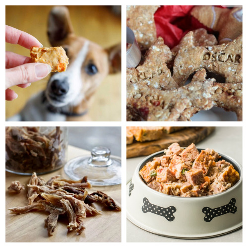 20 Homemade Thanksgiving Dog Treat Recipes- Your dog can enjoy some delicious treats this Thanksgiving, too, with these homemade Thanksgiving dog treats! | dog treat recipes for Thanksgiving, #homemadeDogTreats #dogTreats #dogs #pets #ACultivatedNest