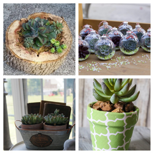 24 Fun Succulent DIY Projects- These fun succulent crafts are a wonderful way to add some natural touches to your space! And they're easy to make! | #succulents #crafts #diyProjects #succulentCrafts #ACultivatedNest