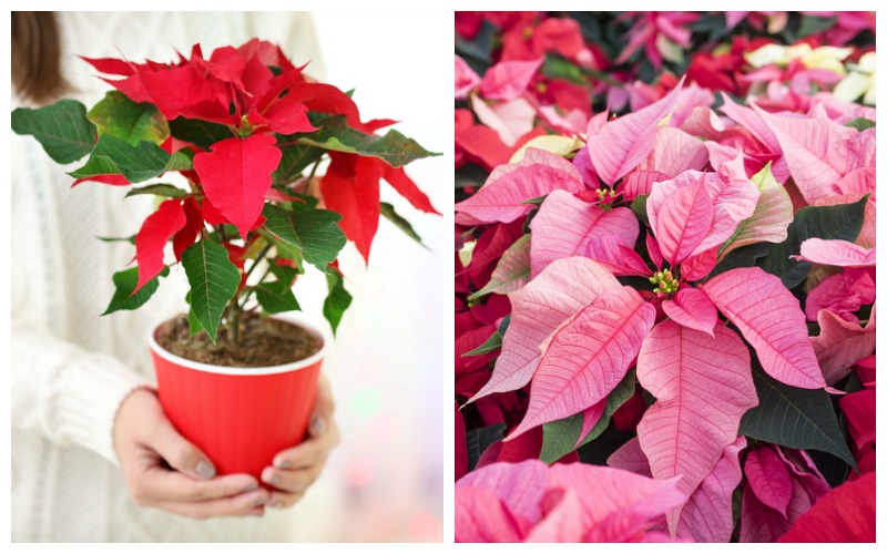 How To Care For Your Poinsettia