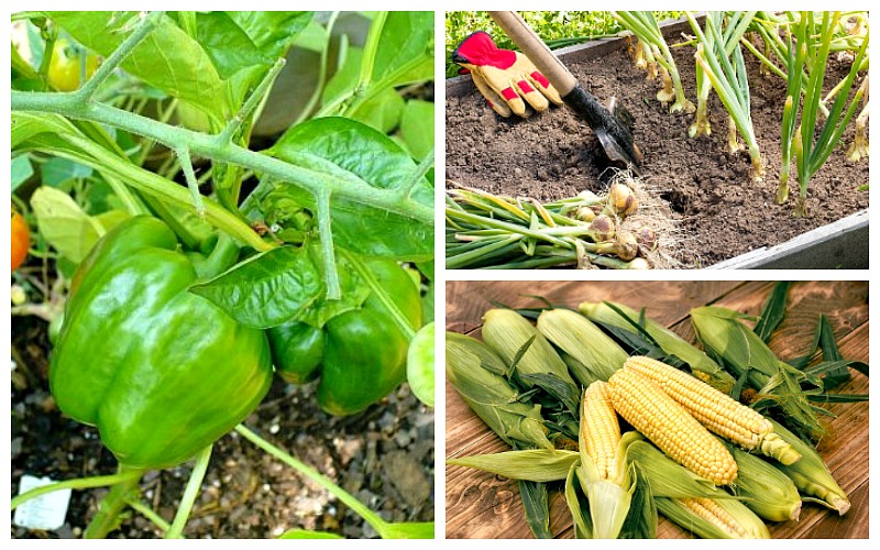 Frugal Vegetables Your Grandma Used to Grow in Her Garden