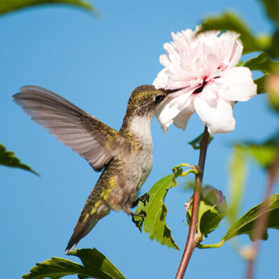 7 Reasons Why Hummingbirds Are Avoiding Your Yard