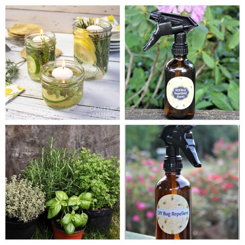12 DIY Natural Insect Repellents- Say goodbye to pesky insects with these amazing DIY natural insect repellents! Whether you're camping, gardening, or simply enjoying your backyard, these recipes will keep those bugs at bay. #DIYInsectRepellent #NaturalBugSpray #OutdoorLivingIdeas #DIY #ACultivatedNest