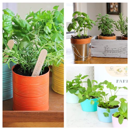 16 Clever Indoor Herb Garden DIY Ideas- Turn your kitchen into a green oasis with these brilliant indoor herb garden DIY ideas! From hanging planters to mason jar gardens, bring fresh flavors and fragrances to your cooking. | #indoorGarden #herbGarden #gardening #DIY #ACultivatedNest