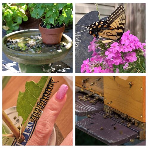 16 Bee and Butterfly-Friendly DIY Projects for Your Garden- Want a garden that’s buzzing with life? Transform your backyard into a pollinator paradise with these easy bee and butterfly-friendly DIY projects! From simple bee hotels and butterfly baths to the best native plants for your veggie patch, these budget-friendly ideas will keep the pollinators returning season after season. | #GardenDIY #ButterflyGarden #SaveTheBees #PollinatorGarden #ACultivatedNest