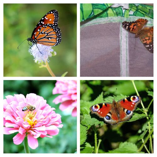16 Pollinator-Friendly DIY Projects for Your Garden- Want a garden that’s buzzing with life? Transform your backyard into a pollinator paradise with these easy bee and butterfly-friendly DIY projects! From simple bee hotels and butterfly baths to the best native plants for your veggie patch, these budget-friendly ideas will keep the pollinators returning season after season. | #GardenDIY #ButterflyGarden #SaveTheBees #PollinatorGarden #ACultivatedNest