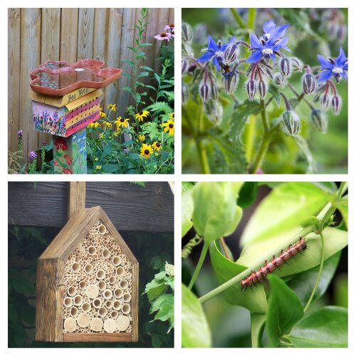 16 Pollinator-Friendly DIY Projects for Your Garden- Want a garden that’s buzzing with life? Transform your backyard into a pollinator paradise with these easy bee and butterfly-friendly DIY projects! From simple bee hotels and butterfly baths to the best native plants for your veggie patch, these budget-friendly ideas will keep the pollinators returning season after season. | #GardenDIY #ButterflyGarden #SaveTheBees #PollinatorGarden #ACultivatedNest