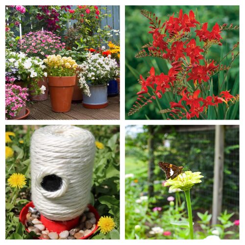 16 Bee and Butterfly-Friendly DIY Projects for Your Garden- Want a garden that’s buzzing with life? Transform your backyard into a pollinator paradise with these easy bee and butterfly-friendly DIY projects! From simple bee hotels and butterfly baths to the best native plants for your veggie patch, these budget-friendly ideas will keep the pollinators returning season after season. | #GardenDIY #ButterflyGarden #SaveTheBees #PollinatorGarden #ACultivatedNest