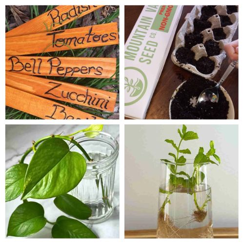 12 Easy Indoor Garden Projects to Try Before Spring- Looking to bring the outdoors inside? Check out these easy indoor gardening projects! From DIY mini greenhouses to regrowing herbs from scraps, these creative ideas will transform your indoor space into a lush garden oasis. Perfect for beginners and plant lovers alike! | #IndoorGardening #GardeningTips #DIYProjects #SpringPrep #ACultivatedNest