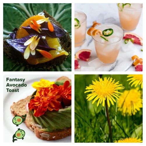 16 Delectable Edible Flower Recipes for Summer- Elevate your summer entertaining with these 16 edible flower recipes! From stunning desserts and pretty drinks to fresh salads, this roundup is your go-to for adding color and flavor to your seasonal table. Discover creative ways to use blossoms like lavender, pansies, and chive flowers in both sweet and savory dishes. Get inspired and make your next garden party unforgettable!