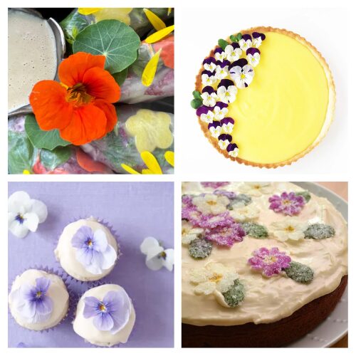 16 Delectable Edible Flower Dessert Recipes for Summer- Elevate your summer entertaining with these 16 edible flower recipes! From stunning desserts and pretty drinks to fresh salads, this roundup is your go-to for adding color and flavor to your seasonal table. Discover creative ways to use blossoms like lavender, pansies, and chive flowers in both sweet and savory dishes. Get inspired and make your next garden party unforgettable!