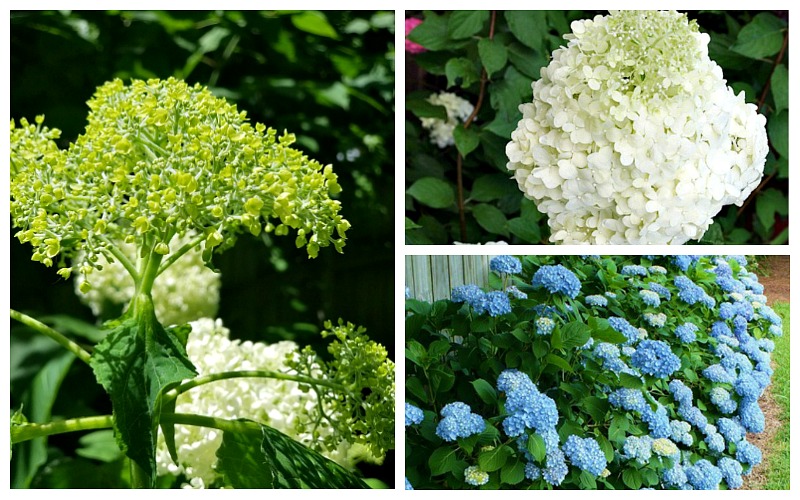 7 Reasons Your Hydrangeas Aren’t Blooming