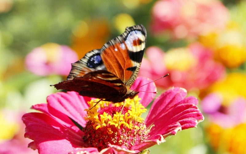 How to Build a Butterfly Garden
