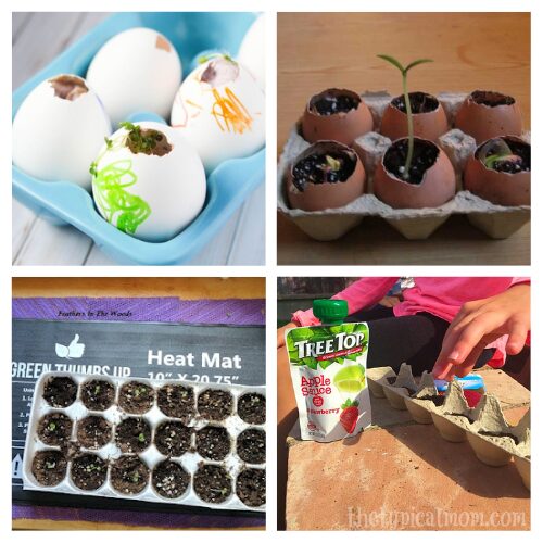 16 Clever Egg Carton Seed Starting DIYs- Ready to kickstart your garden indoors this winter? Discover genius ways to use egg cartons for seed starting! From fun DIY ideas to eco-friendly gardening hacks, these projects are perfect for gardeners of all ages. Save money, reduce waste, and watch your seedlings thrive- one egg carton at a time! | #SeedStarting #GardeningHacks #UpcycledGarden #WinterGardening #ACultivatedNest