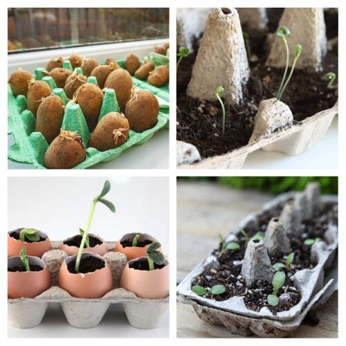 16 Clever Egg Carton Seed Starting DIYs- Ready to kickstart your garden indoors this winter? Discover genius ways to use egg cartons for seed starting! From fun DIY ideas to eco-friendly gardening hacks, these projects are perfect for gardeners of all ages. Save money, reduce waste, and watch your seedlings thrive- one egg carton at a time! | #SeedStarting #GardeningHacks #UpcycledGarden #WinterGardening #ACultivatedNest