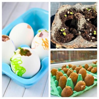 16 Clever Winter Seed Starting Projects in Egg Cartons
