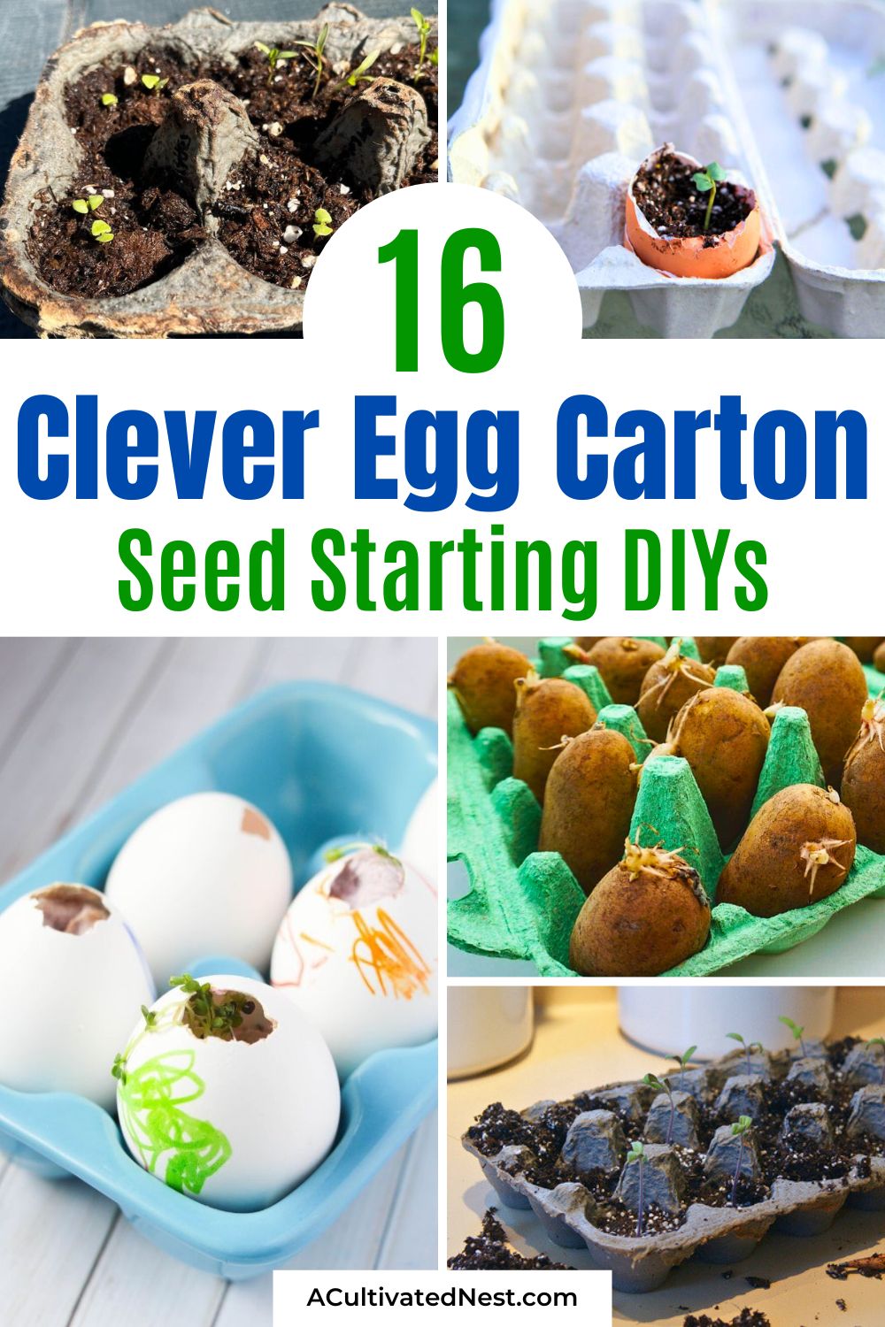 16 Clever Winter Seed Starting Projects in Egg Cartons