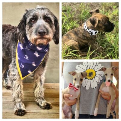 12 Cute Free Dog Clothes Sewing Patterns